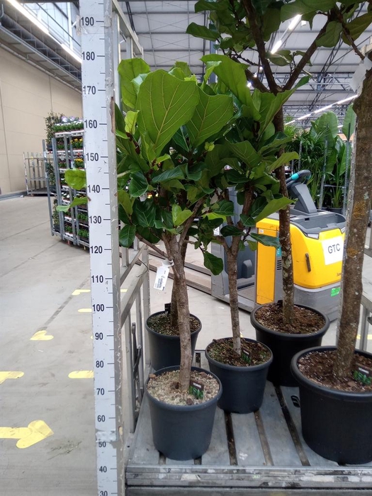 <h4>Ficus lyrata</h4>