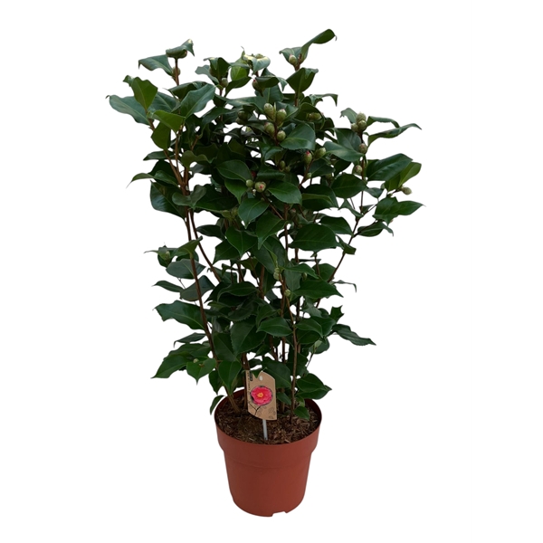 <h4>Camellia Dr. King 70+ knoppen</h4>