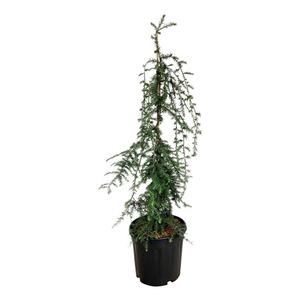 Tsuga can. 'Pendula'