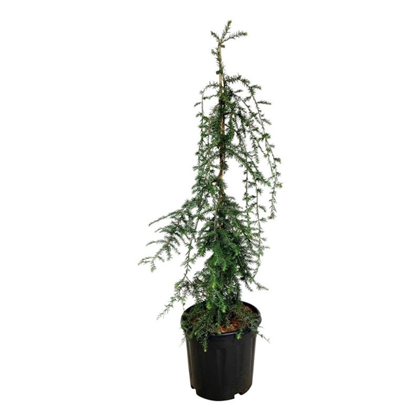 <h4>Tsuga can. 'Pendula'</h4>