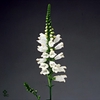 Physostegia Summersnow