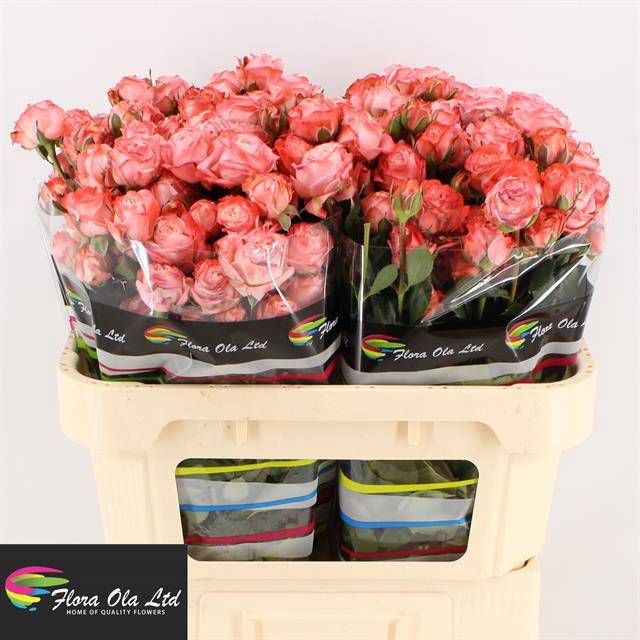 <h4>R Tr Amazing Magic Flora Ola</h4>