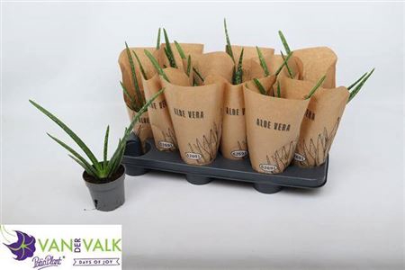 <h4>Aloe Vera</h4>