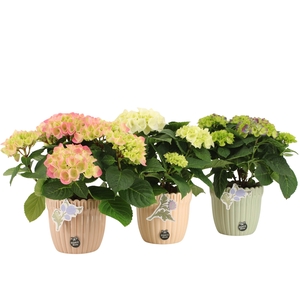 21920: Contradiction arrangement