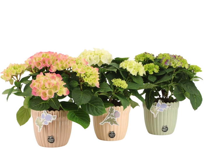 <h4>21920: Contradiction arrangement</h4>