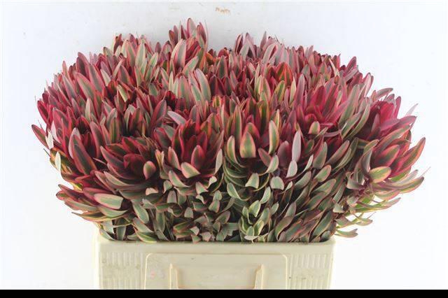 <h4>LEUCAD JESTER</h4>