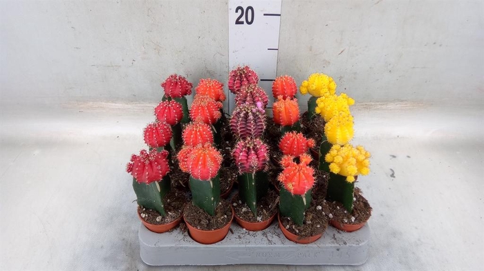<h4>Gymnocalycium mihanov. 'Japan'  mix</h4>