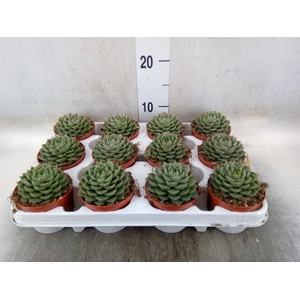 Echeveria   ...