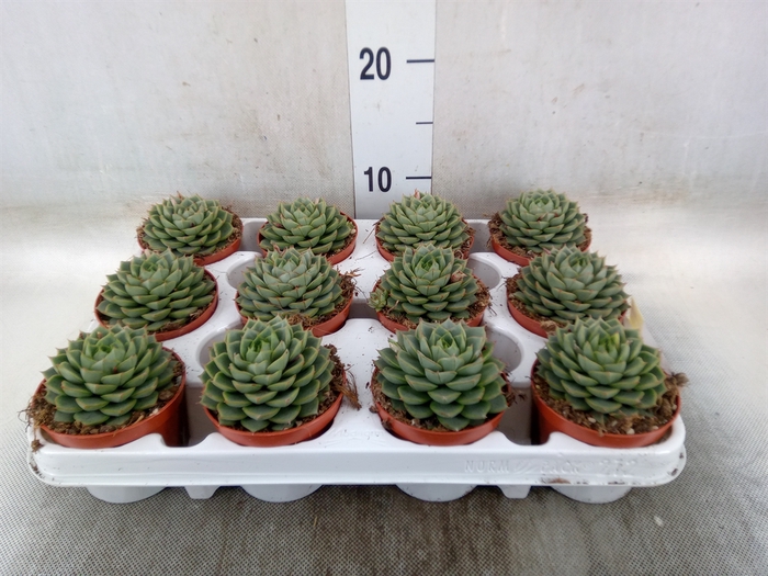 <h4>Echeveria   ...</h4>