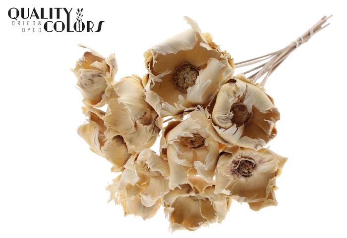 Palm cup on stem Bleached