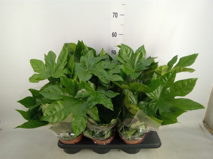 <h4>Fatsia japonica   ...</h4>