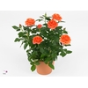 RO ORANGE STAR