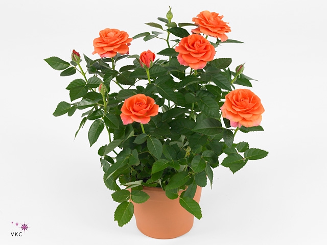 RO ORANGE STAR