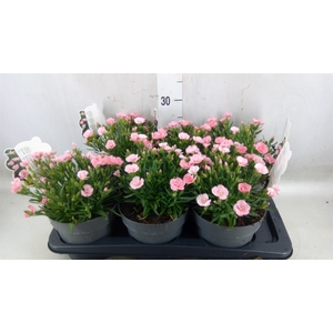 Dianthus   ...