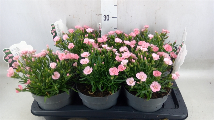 <h4>Dianthus   ...</h4>