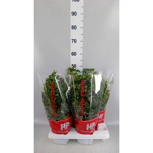 Aeschynanthus  'Twister'