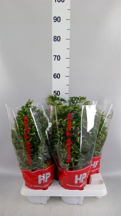 <h4>Aeschynanthus  'Twister'</h4>