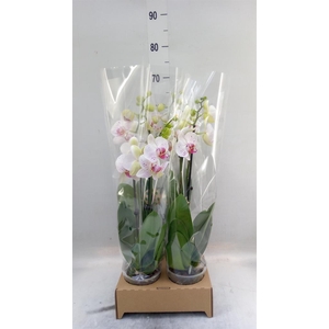 Phalaenopsis   ...