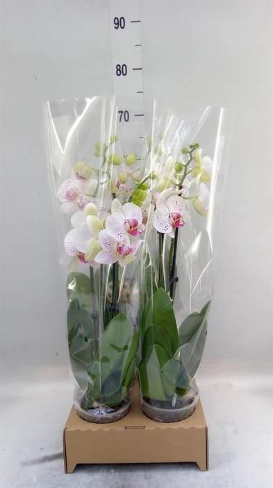 <h4>Phalaenopsis   ...</h4>
