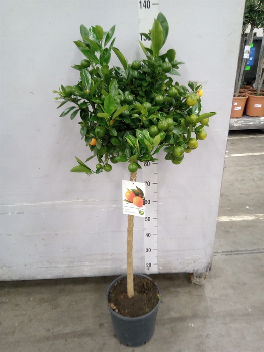<h4>Citrus   ...</h4>