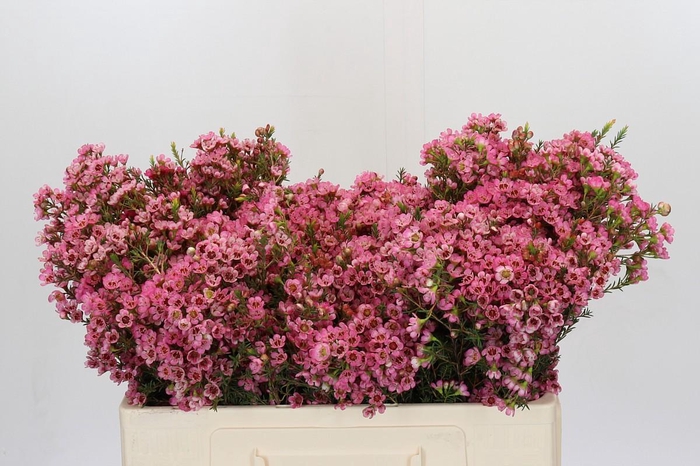 <h4>Chamelaucium Sarah's Delight</h4>