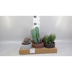 Cactus   ...