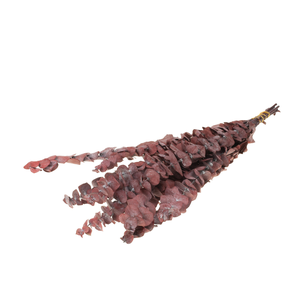 Eucalyptus Baby Preserved 10pc 55cm Red