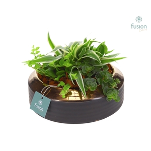 Schaal keramiek brons Large met groene planten