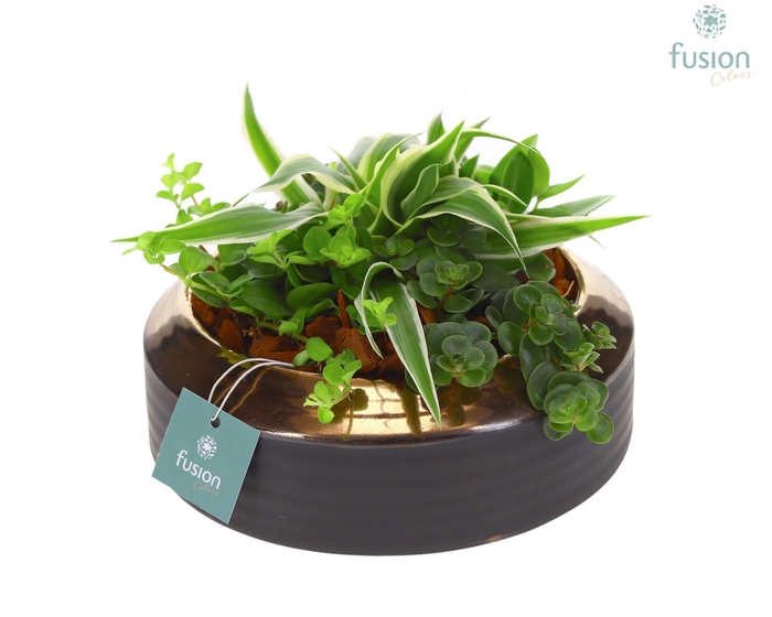 <h4>Schaal keramiek brons Large met groene planten</h4>