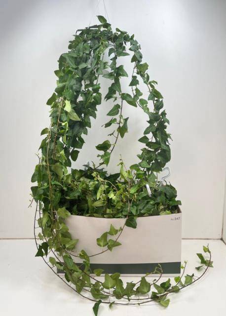 <h4>HED HE MEIN HERZ</h4>