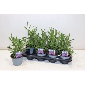 Verbe Bonariensis