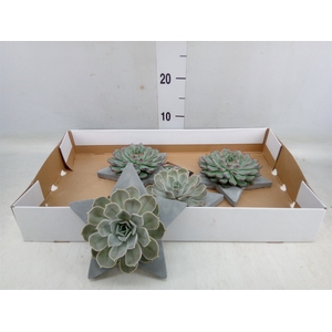 Arr.  Succulents L%