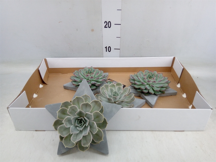 <h4>Arr.  Succulents L%</h4>