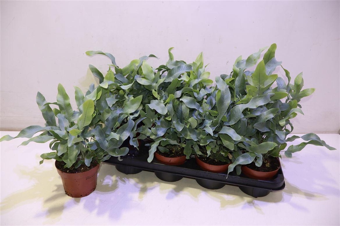 <h4>arr8 Phlebo A Blue Star</h4>