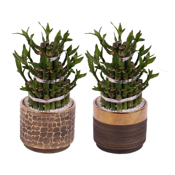 <h4>Lucky Bamboo Shape Round 3B Ø13cm Ceramic PL568</h4>