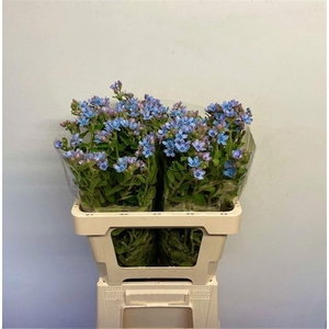 Oxy Co Tan Pure Blue