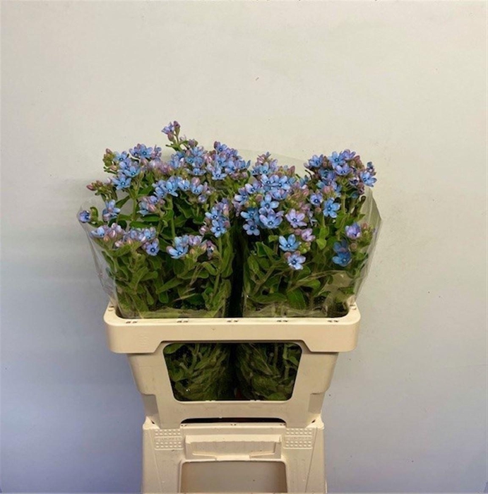 <h4>Oxy Co Tan Pure Blue</h4>