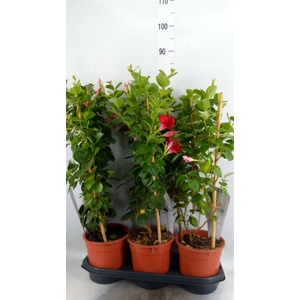 Mandevilla am. 'Sundav Red'