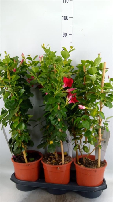 <h4>Mandevilla am. 'Sundav Red'</h4>