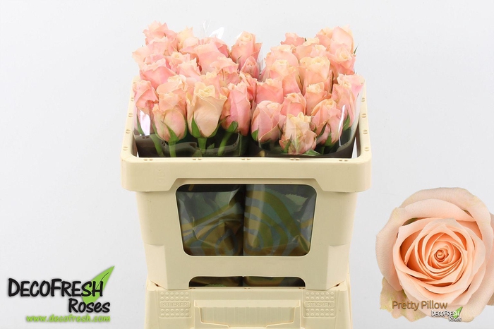 <h4>R Gr Pretty Pillow</h4>