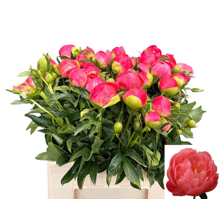 <h4>PAEO CORAL SUNSET</h4>