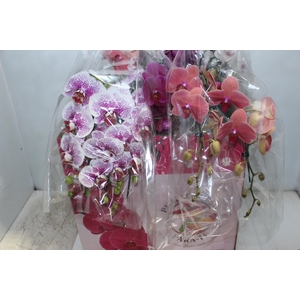 PHALAENOPSIS CASCATA ESPECIAL P15