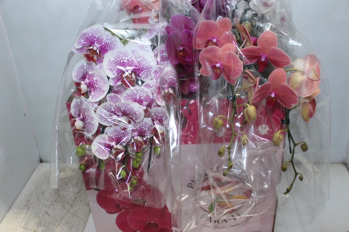 PHALAENOPSIS CASCATA ESPECIAL P15