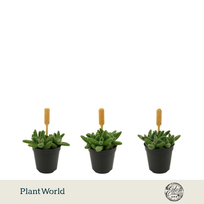 <h4>Delosperma Echinatum 5,5cm</h4>