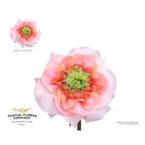 Rosa Garden Magic Affairs