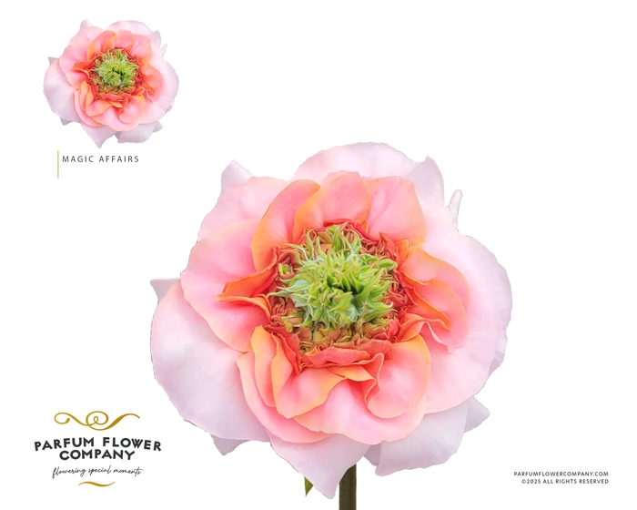 <h4>Rosa Garden Magic Affairs</h4>