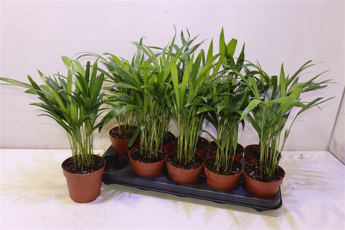 <h4>arr8 Dypsis Lutescens</h4>