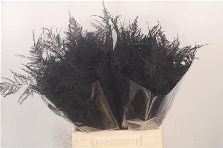 <h4>Asp 1e Veren Black</h4>