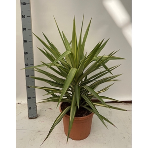 YUCCA JEWEL