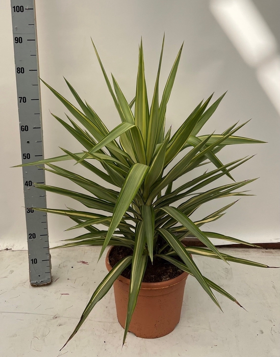 <h4>YUCCA JEWEL</h4>